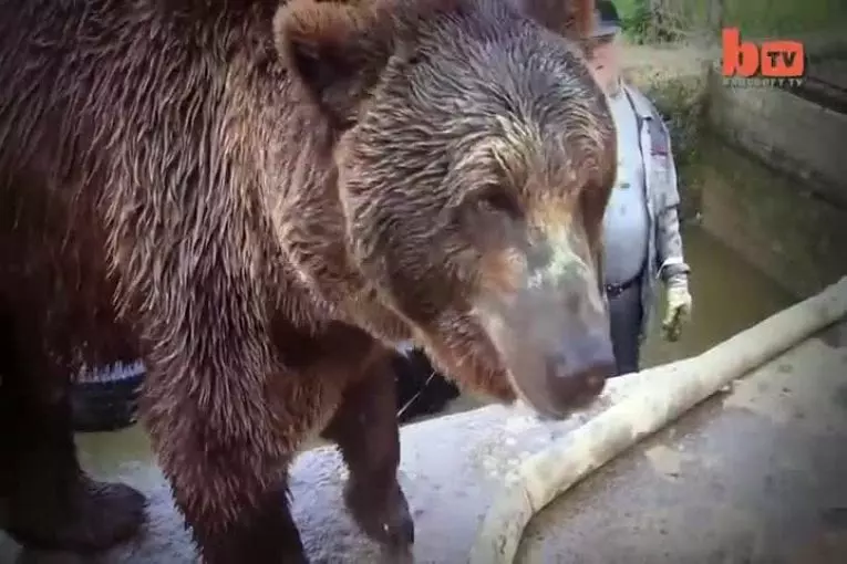 Amitié entre des ours et un homme qui n'a pas froid aux yeux
