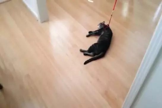 Essayer de promener son chat avec une laisse