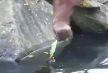 Orang-outan sauve un oisillon de la noyade
