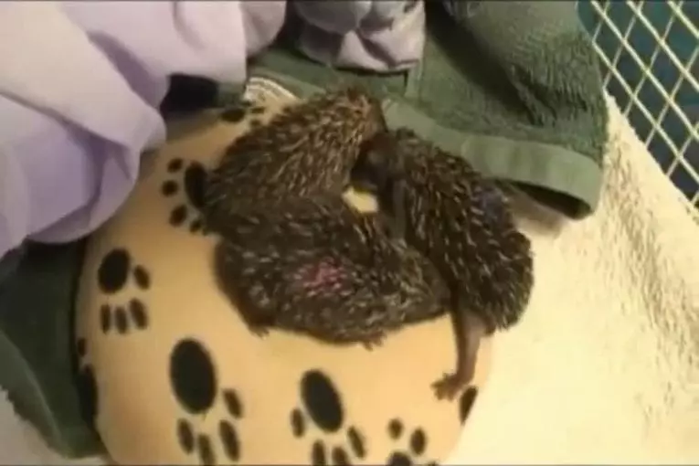 Hérissons adorables petites!