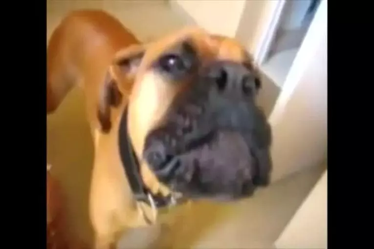 Chiens imitant les sirènes SuperCut