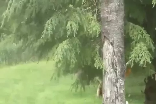 Capture de la truite organicaly