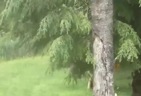 Capture de la truite organicaly