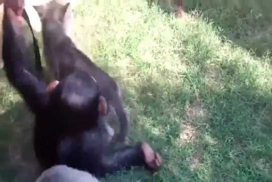 Bébé chimpanzé et louveteau