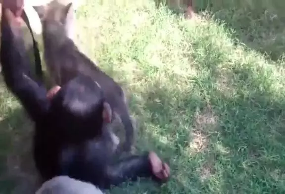 Bébé chimpanzé et louveteau