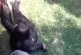 Bébé chimpanzé et louveteau