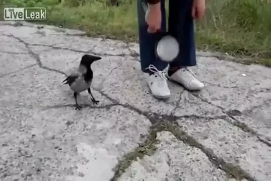 Corbeau tente de tromper l’homme sur une poêle à frire