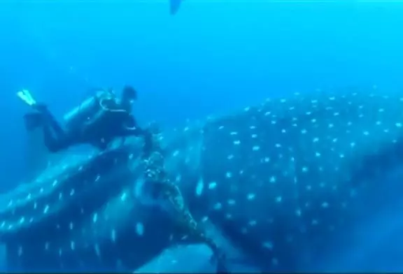 Plongeurs économiser requin baleine