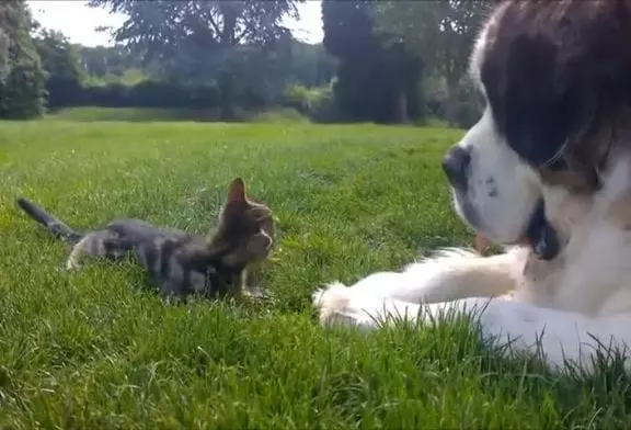 St Bernard aime le nouveau chaton