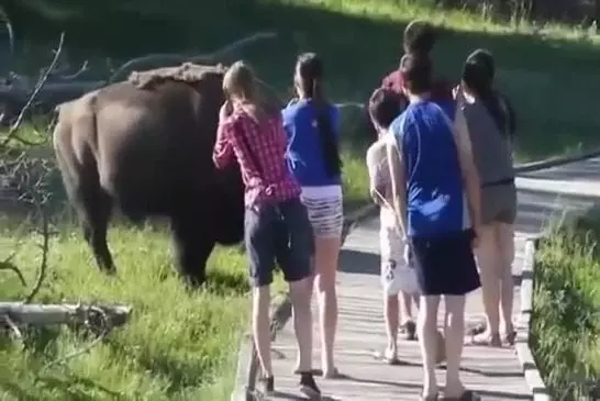 Bison colère charge petit enfant