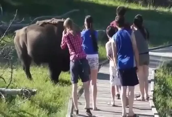 Bison colère charge petit enfant