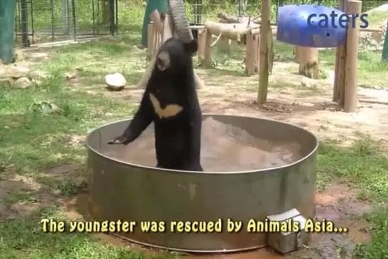 Cub excité prend un bain