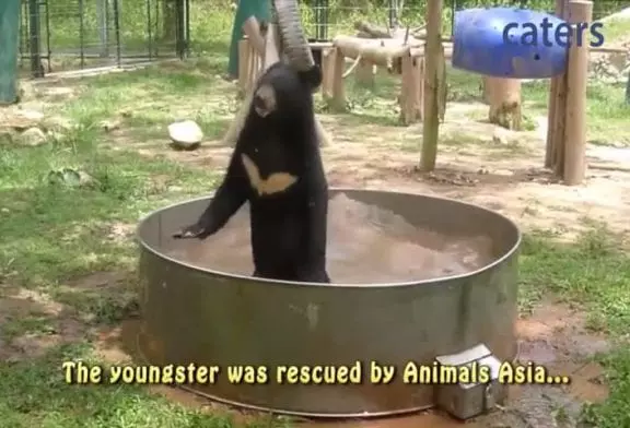 Cub excité prend un bain