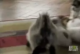 Chèvres aiment headbutt