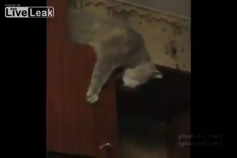 Chats étant des chats