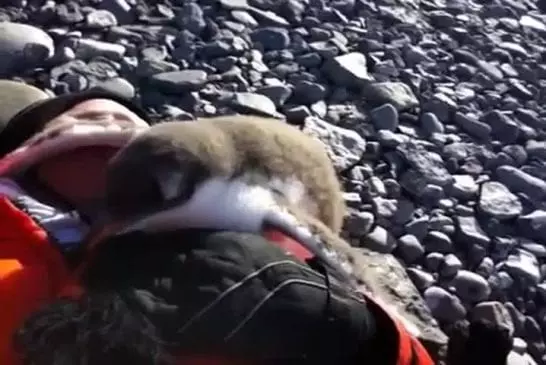 Bébé pingouin rencontre humaine pour la première fois