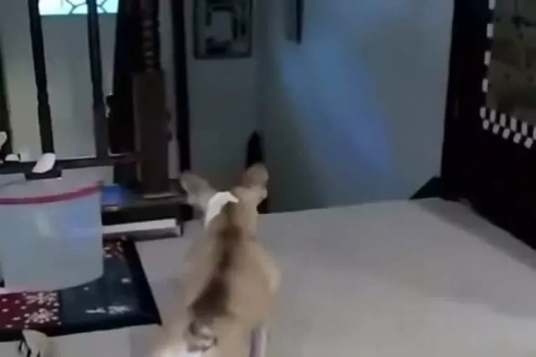 Chien n’est pas aussi difficile qu’il pense qu’il est