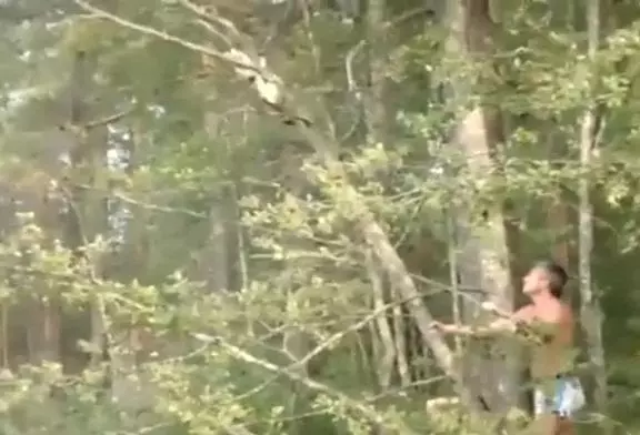 Délivrance de chat sûr