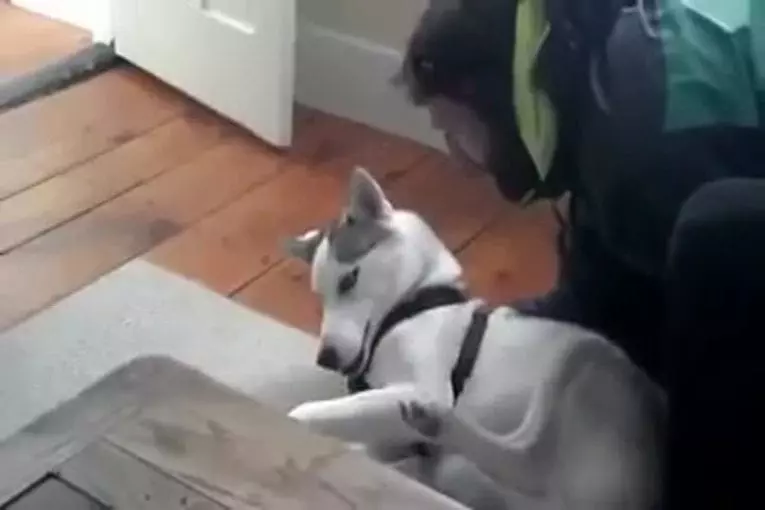 Husky refuse d’aller dans un chenil