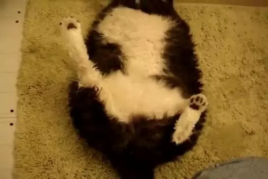 Gros chat obtient un sèche cheveux