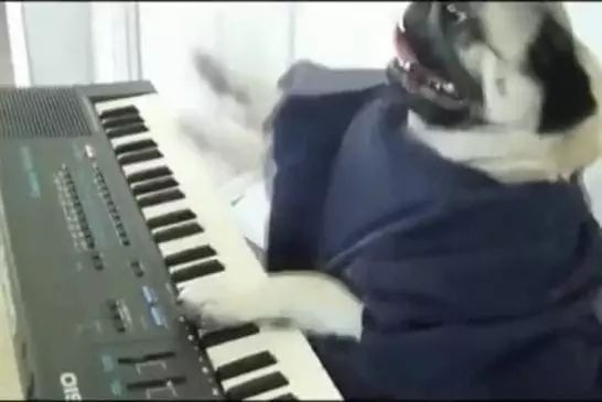 Jouer le hors chien de clavier