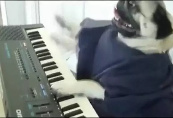 Jouer le hors chien de clavier