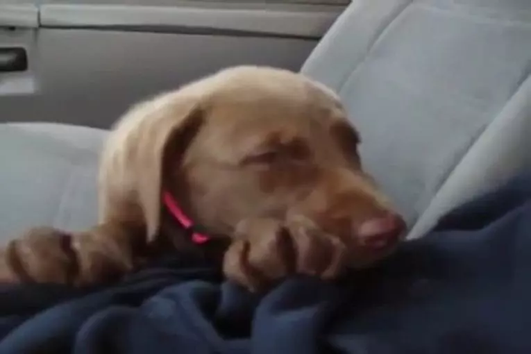 Chiot est un peu somnolent
