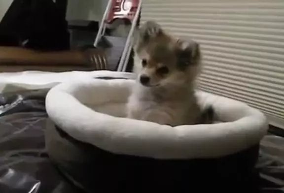 Louveteau pratiquer son hurlement