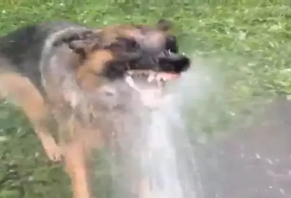 L’arrosage du jardin est difficile