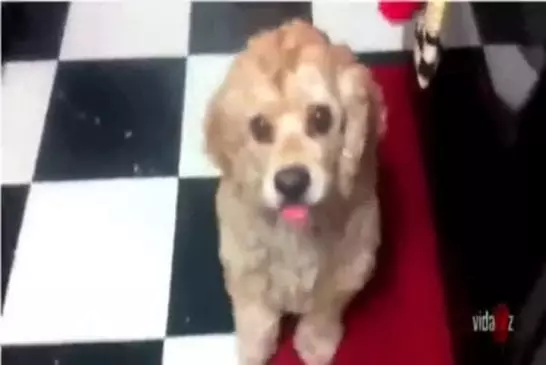 Chien sait comment traverser ses yeux!