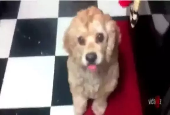 Chien sait comment traverser ses yeux!