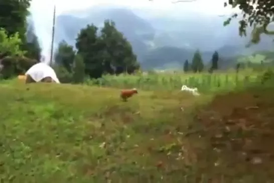 Chat déjoue chien