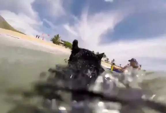 Vidéo GoPro d’un cochon qui fait du surf