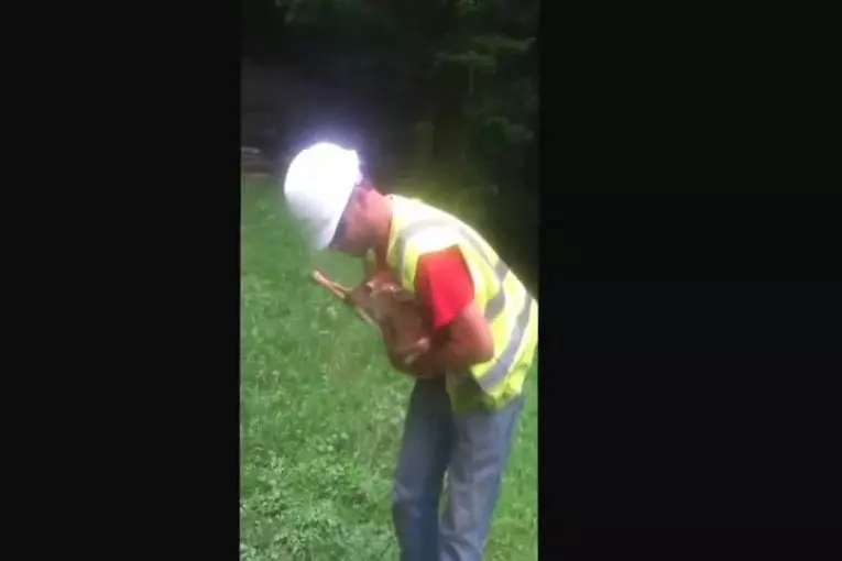 Cerfs gâtés ne veulent pas être abattu