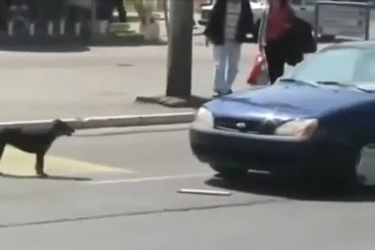 Chien vs voiture