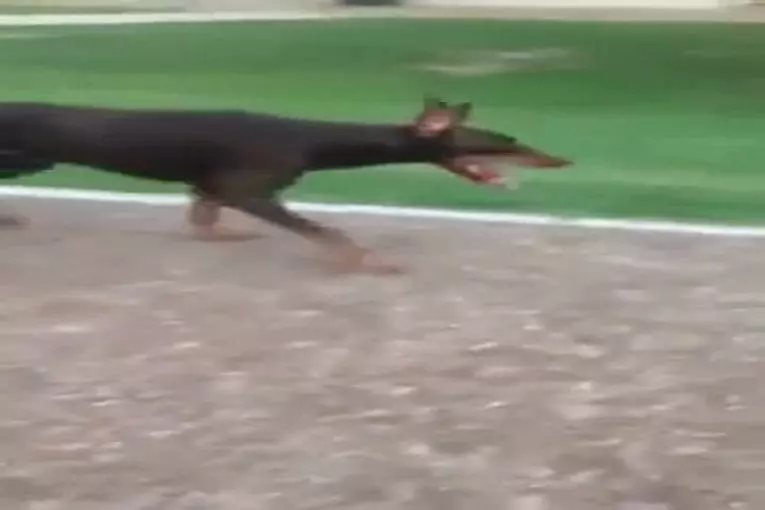 Doberman ne comprend pas la diapositive