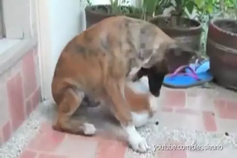 Chiens assis sur les chats