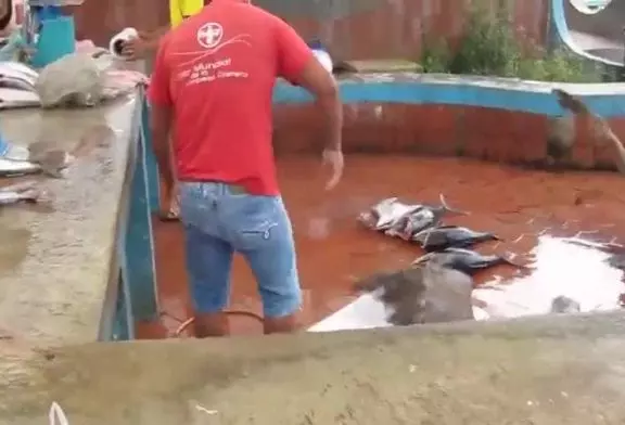 Pélican obtient la tête de poisson coincé dans sa gorge