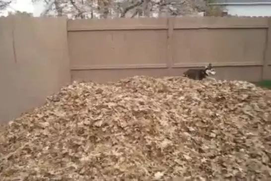 Jeu husky dans les feuilles