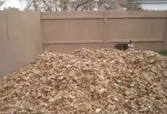 Jeu husky dans les feuilles