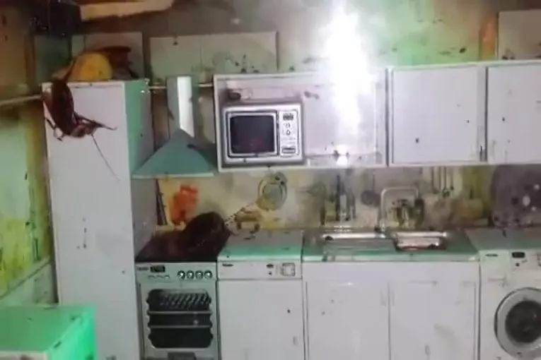 Cafard géant dans une cuisine dégueulasse