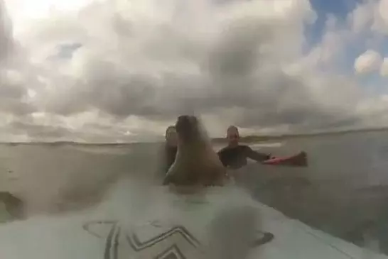 Phoque se repose sur la planche de surf
