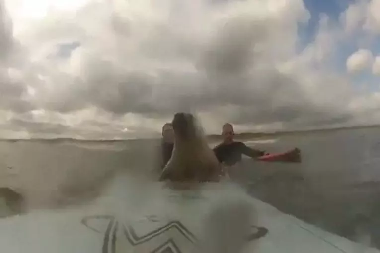 Phoque se repose sur la planche de surf