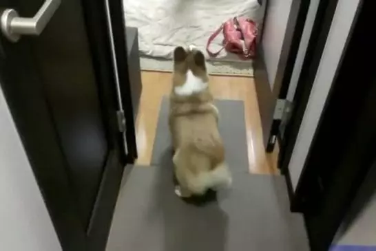 Corgi fait un Twerking