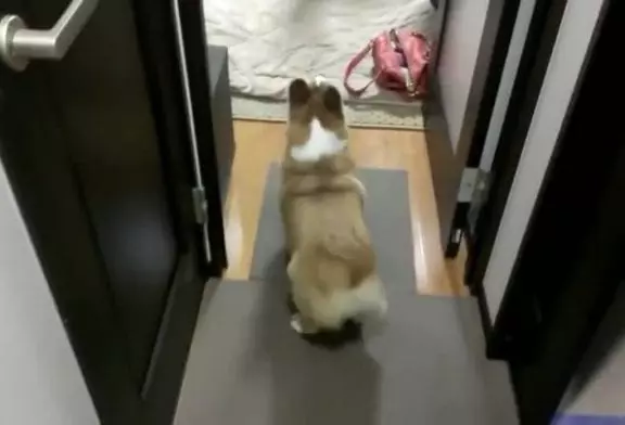 Corgi fait un Twerking