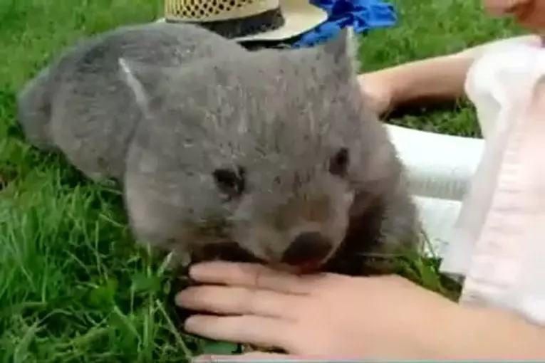 Koala aime se frotter le ventre