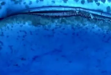 Enorme requin baleine nage vers un plongeur