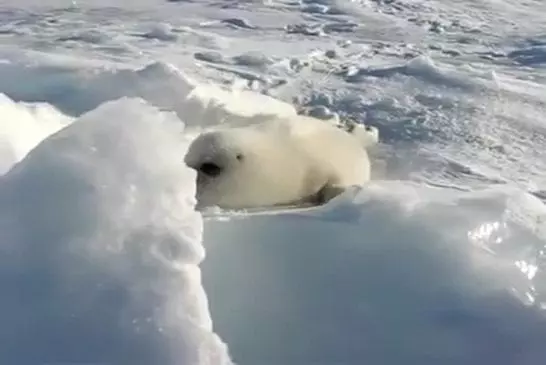 Son d’un bébé phoque