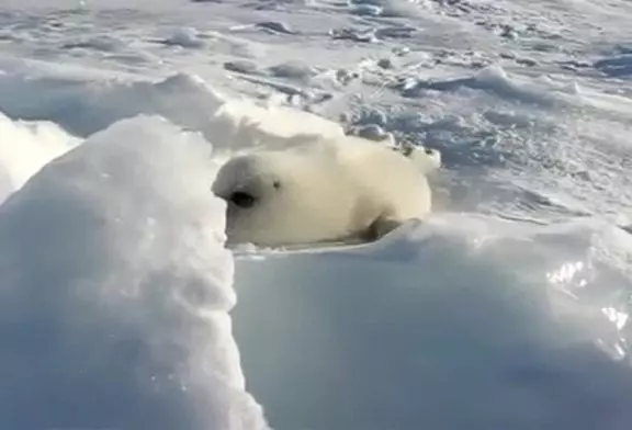 Son d’un bébé phoque