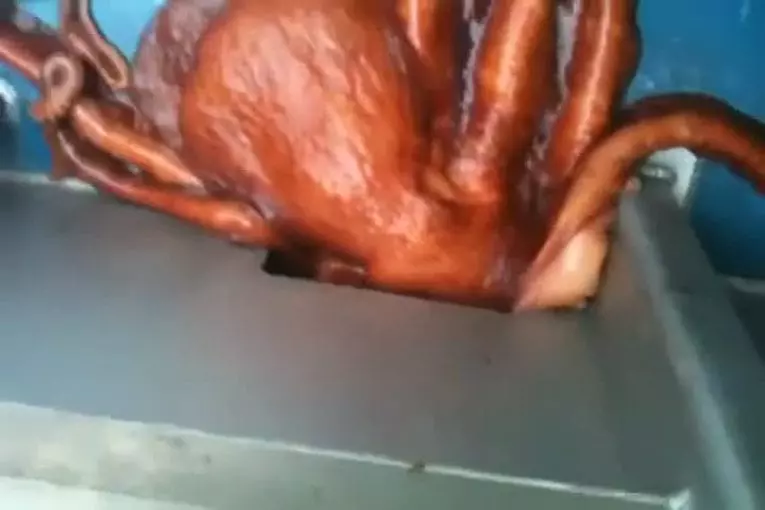 Poulpe magicien